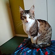 Titine participe au concours pour gagner de l'argent avec cette photo : cat, tabby_cat, white_cat, pet, animal, feline, sitting, portrait, staring, green_eyes, whiskers, ears, tail, fur, blanket, bed, bedroom, indoors, doorway, furniture