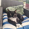 cat, tuxedo_cat, black_and_white, pet, animal, feline, portrait, sitting, lounging, outdoor, patio, chair, cushion, striped_cushion, woven_furniture, planter, plants, whiskers, eyes, camera_watermark
