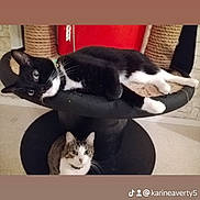 Chaussette a rejoint le concours — aidez-le/la à gagner de superbes lots ! cat, cats, black_and_white_cat, tabby_cat, pet, feline, animal, lying_down, sitting, looking_at_camera, whiskers, pointed_ears, indoor, scratching_post, cat_tree, furniture, black_white, brown, white, home