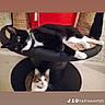 cat, cats, black_and_white_cat, tabby_cat, pet, feline, animal, lying_down, sitting, looking_at_camera, whiskers, pointed_ears, indoor, scratching_post, cat_tree, furniture, black_white, brown, white, home