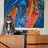 Furby is registered to the contest to win money with this photo: cat, tuxedo_cat, fluffy, long_hair, gray_fur, white_chest, white_paws, sitting, portrait, indoors, gallery, artwork, painting, colorful, wall, wooden_cabinet, furniture, decor, skeleton, home_decor