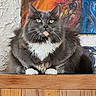 Furby is registered to the contest to win money with this photo: cat, long_hair, fluffy, gray_fur, white_chest, white_paws, green_eyes, whiskers, sitting, portrait, indoor, wooden_surface, wood_paneling, painting, artwork, wall, home_decor, alert, pet, photography
