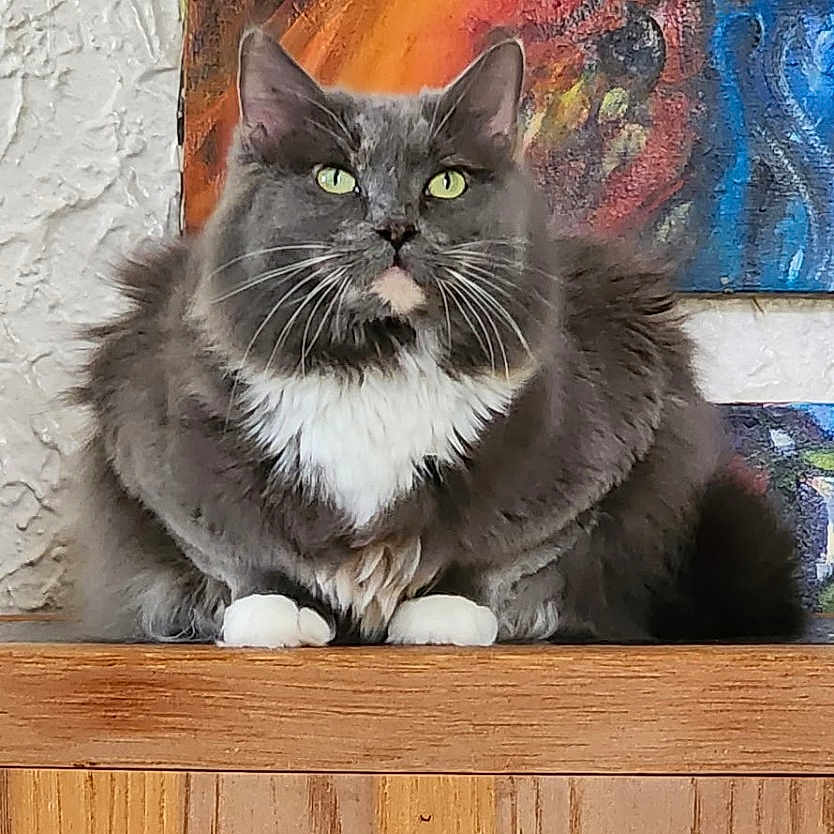 Furby is registered to the contest to win money with this photo: cat, long_hair, fluffy, gray_fur, white_chest, white_paws, green_eyes, whiskers, sitting, portrait, indoor, wooden_surface, wood_paneling, painting, artwork, wall, home_decor, alert, pet, photography