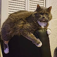 Furby is registered to the contest to win money with this photo: cat, fluffy, long_hair, gray, brown, white_paws, pet, animal, feline, sitting, lounging, chair, furniture, indoor, home, shutters, portrait, whiskers, ears, funny_pose