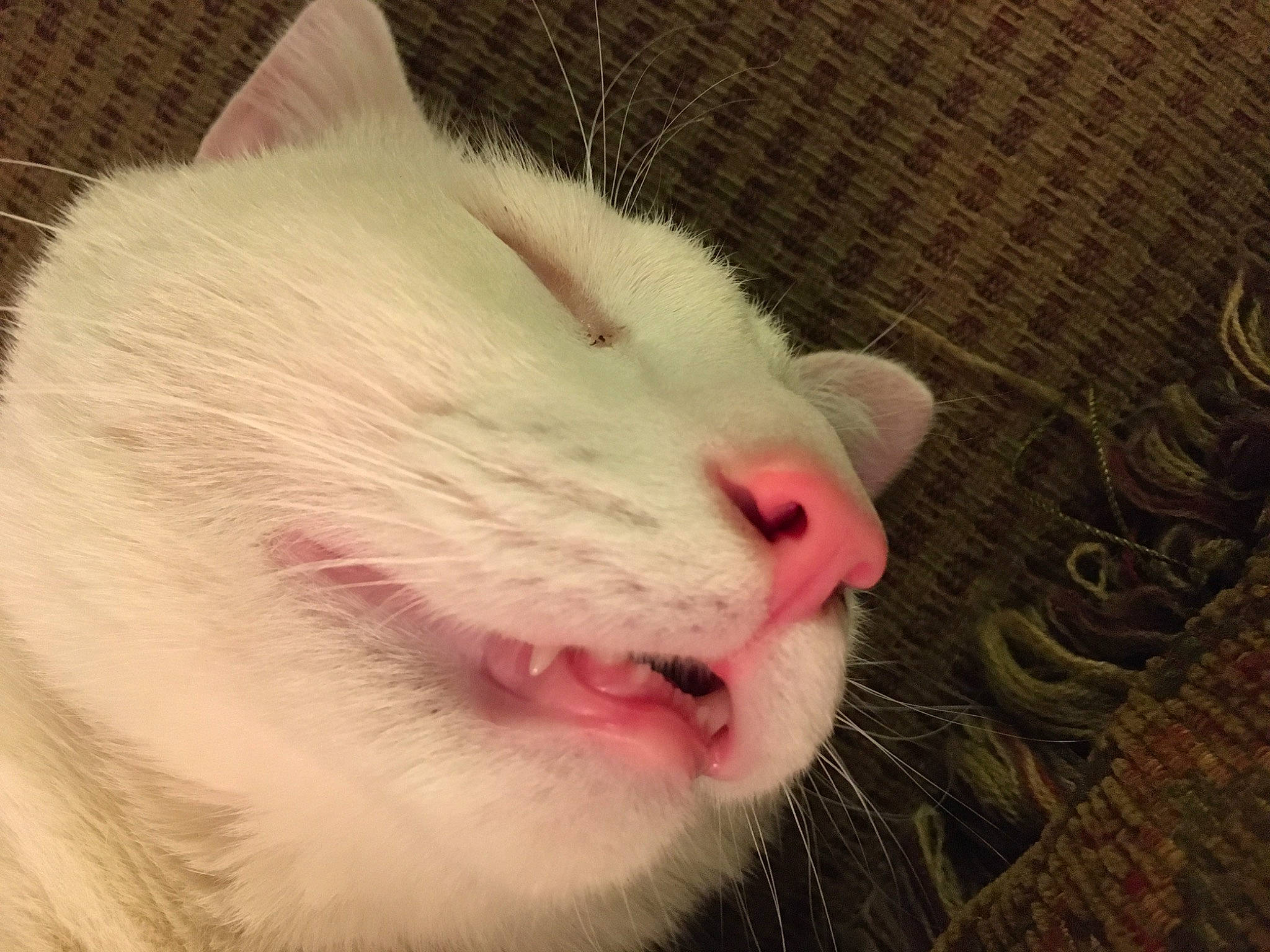 David is registered to the contest to win money with this photo: carnivore, cat, claw, comfort, domestic_short_haired_cat, ear, eye, fang, felidae, fur, hair, happy, jaw, paw, roar, small_to_medium_sized_cats, snout, terrestrial_animal, whiskers, yawn