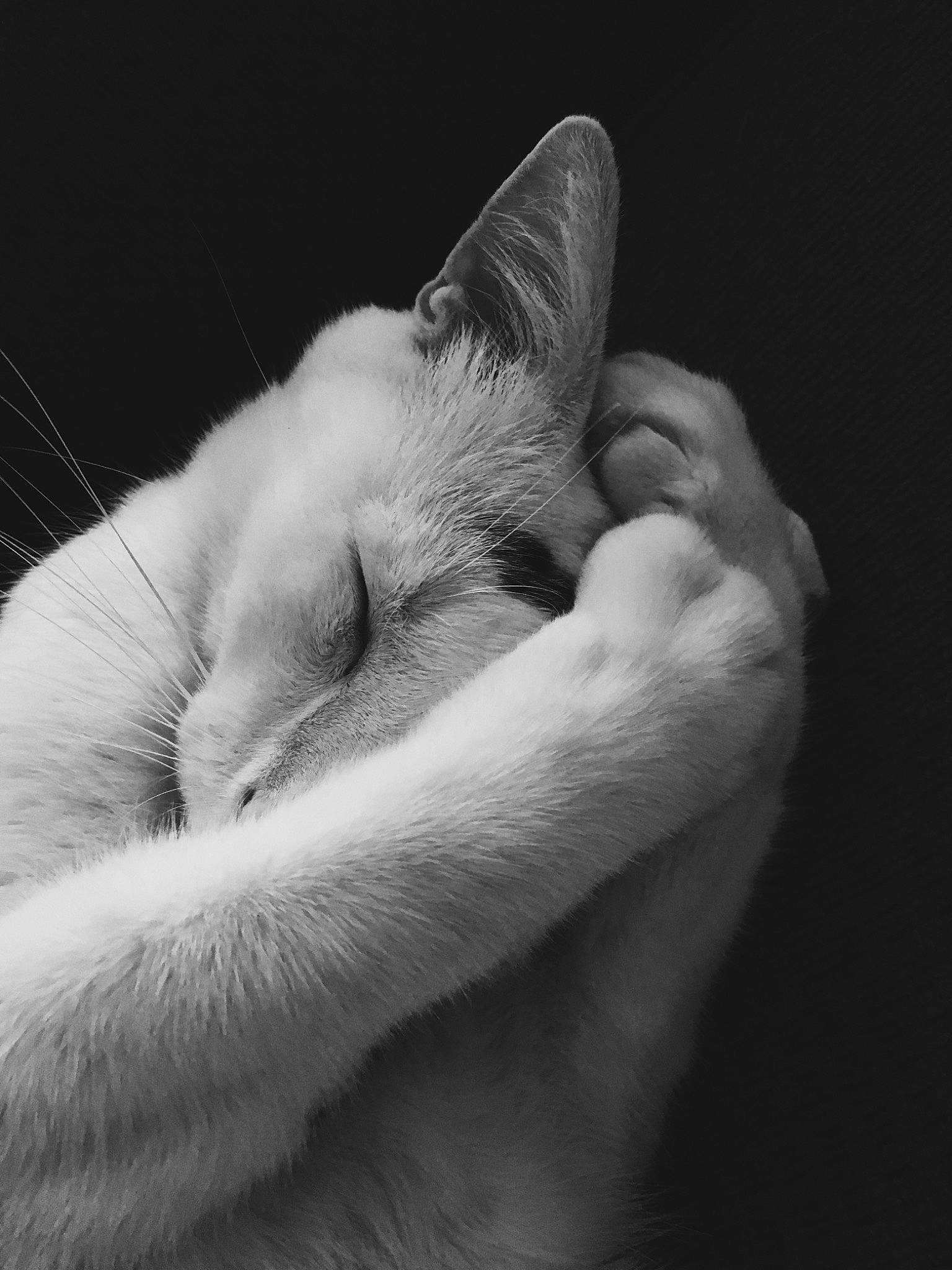 David is registered to the contest to win money with this photo: canidae, carnivore, cat, claw, comfort, darkness, domestic_short_haired_cat, eyelash, felidae, foot, fur, gesture, human_leg, monochrome, monochrome_photography, nap, paw, small_to_medium_sized_cats, tail, whiskers