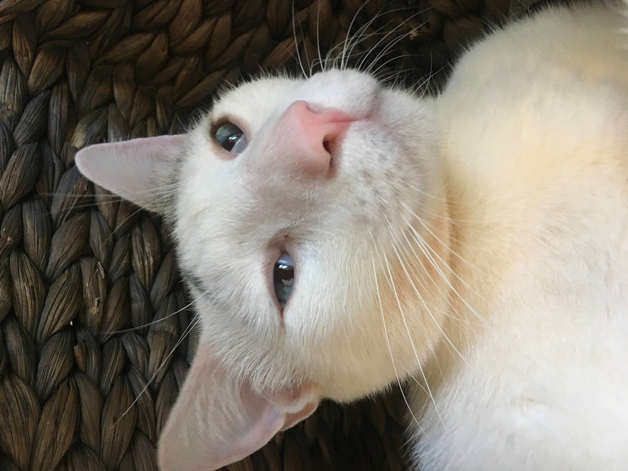 David is registered to the contest to win money with this photo: carnivore, cat, domestic_short_haired_cat, ear, eyelash, felidae, fur, nose, paw, small_to_medium_sized_cats, snout, tail, terrestrial_animal, thai, whiskers