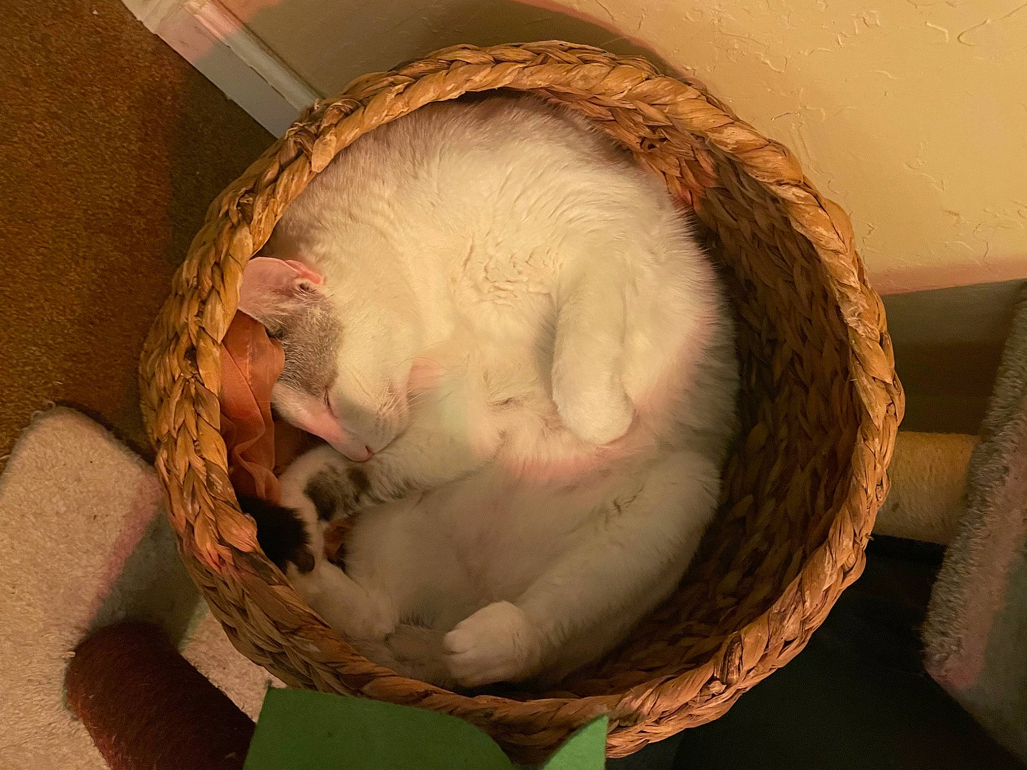 David joined the competition — help win amazing prizes! basket, carnivore, cat, cat_bed, cat_supply, chinchilla, comfort, dog_bed, domestic_short_haired_cat, felidae, fur, pet_supply, small_to_medium_sized_cats, snout, tail, thread, whiskers, wicker, wood, wool