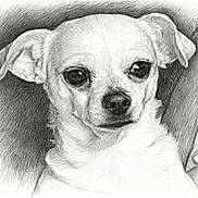 Tequila Rose is registered to the contest to win money with this photo: animal, art, black_and_white, chihuahua, close_up, detailed, dog, drawing, ears, expression, face, fur, hand, illustration, pencil_sketch, pet, portrait, shading, small_dog, texture