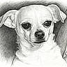 animal, art, black_and_white, chihuahua, close_up, detailed, dog, drawing, ears, expression, face, fur, hand, illustration, pencil_sketch, pet, portrait, shading, small_dog, texture