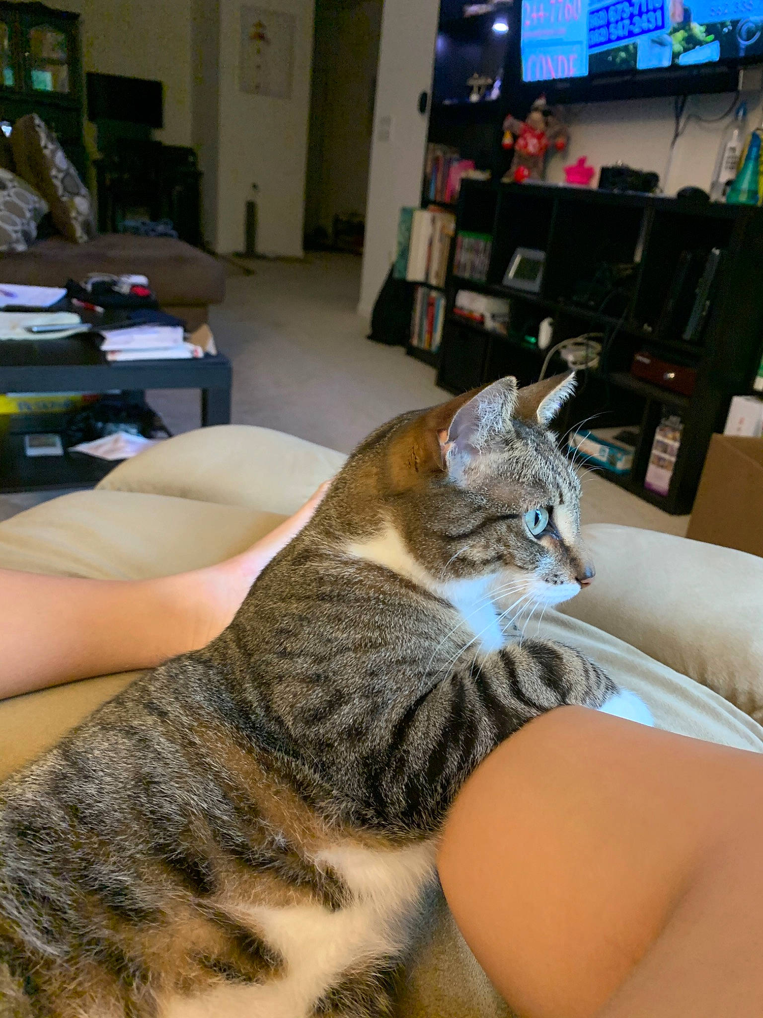 Fenway is registered to the contest to win money with this photo: american_shorthair, asian, bengal, california_spangled, carnivore, cat, domestic_short_haired_cat, dragon_li, ear, egyptian_mau, european_shorthair, felidae, fur, leg, mammal, savannah, small_to_medium_sized_cats, tabby_cat, toyger, whiskers