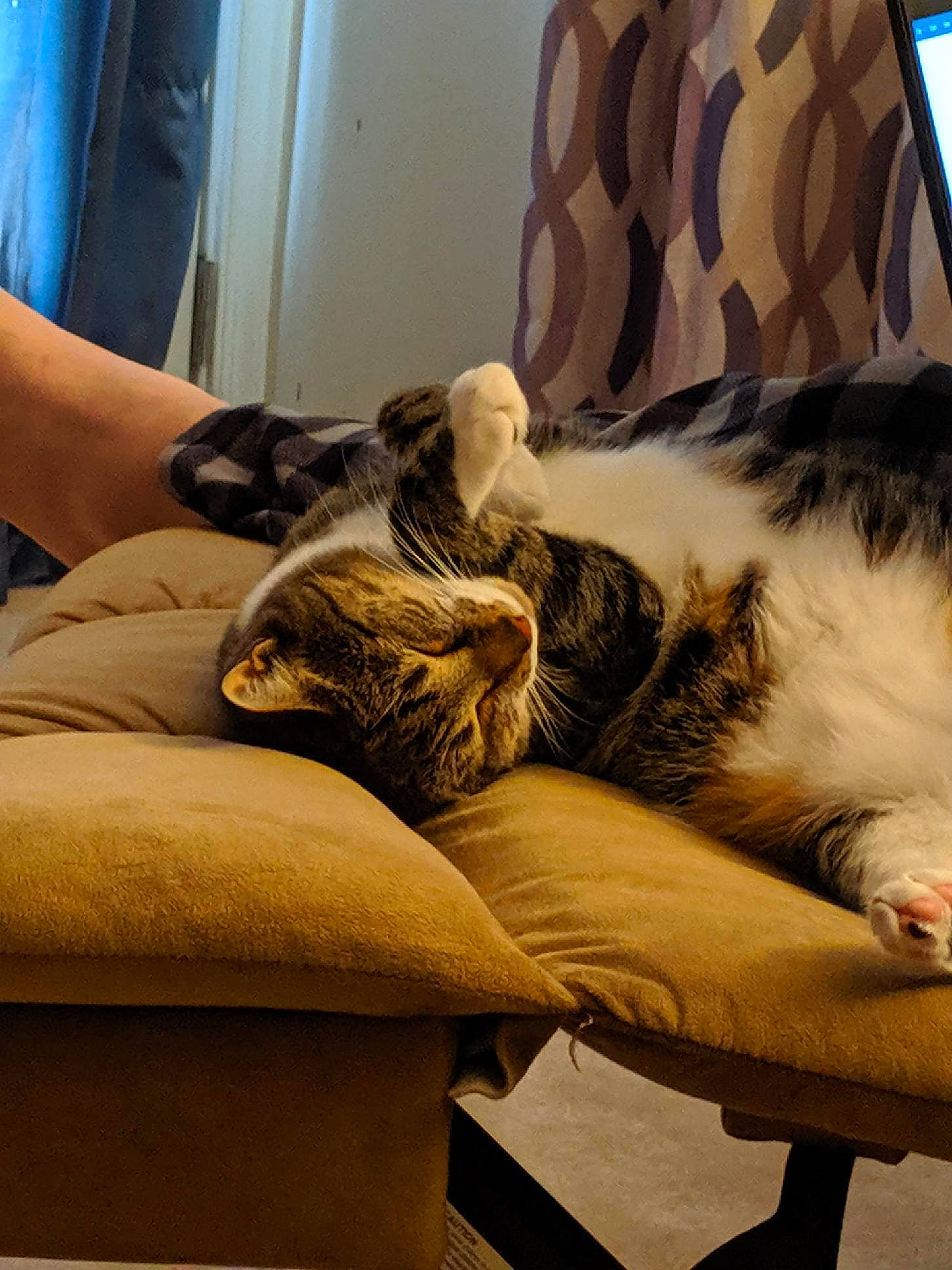 Fenway joined the competition — help win amazing prizes! american_shorthair, asian, carnivore, cat, comfort, couch, domestic_short_haired_cat, dragon_li, ear, european_shorthair, felidae, fur, kitten, lap, maine_coon, nap, norwegian_forest_cat, small_to_medium_sized_cats, tabby_cat, whiskers