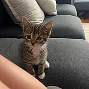 Rosie is registered to the contest to win money with this photo: kitten, cat, tabby, pet, animal, indoor, couch, pillow, living_room, furniture, curious, small, cute, domestic, cozy, soft_light, person, legs, sock, home