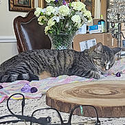 Leia joined the competition — help win amazing prizes! cat, tabby_cat, sleeping, flowers, vase, wooden_slice, glasses, crocheted_tablecloth, chair, paintings, indoor, table, decor, purple_flowers, white_flowers, relaxation, home, still_life, resting, cozy