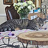 cat, tabby_cat, sleeping, flowers, vase, wooden_slice, glasses, crocheted_tablecloth, chair, paintings, indoor, table, decor, purple_flowers, white_flowers, relaxation, home, still_life, resting, cozy