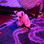 Ella is registered to the contest to win money with this photo: dog, towel, purple_rug, bedroom, blanket, knit_blanket, wooden_bed_frame, floor, plush_rug, pet, indoor, small_dog, cozy, lighting, carpet, furniture, resting, cute, animal, wrapped