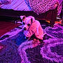 dog, towel, purple_rug, bedroom, blanket, knit_blanket, wooden_bed_frame, floor, plush_rug, pet, indoor, small_dog, cozy, lighting, carpet, furniture, resting, cute, animal, wrapped