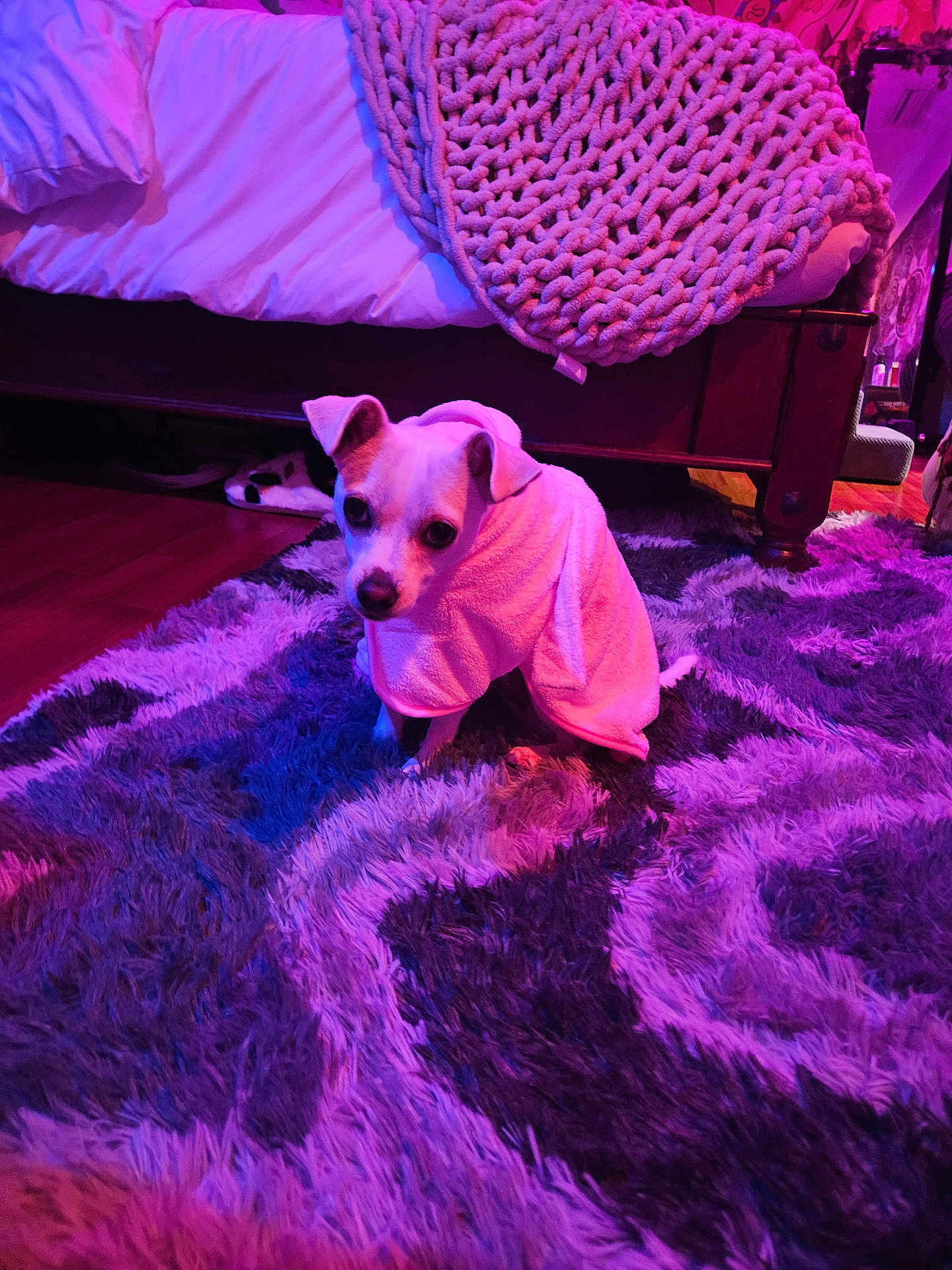 Ella is registered to the contest to win money with this photo: dog, towel, purple_rug, bedroom, blanket, knit_blanket, wooden_bed_frame, floor, plush_rug, pet, indoor, small_dog, cozy, lighting, carpet, furniture, resting, cute, animal, wrapped