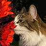 cat, flower, red_flower, orange_flower, pet, animal, closeup, profile, whiskers, fur, nature, night, dark_background, curious, sniffing, plant, leaf, outdoor, macro, colorful