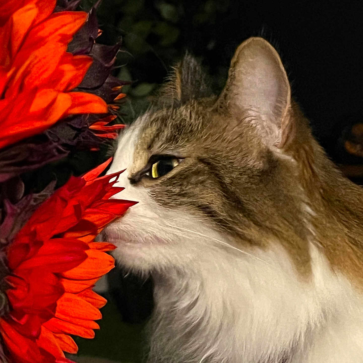 Lyra joined the competition — help win amazing prizes! cat, flower, red_flower, orange_flower, pet, animal, closeup, profile, whiskers, fur, nature, night, dark_background, curious, sniffing, plant, leaf, outdoor, macro, colorful