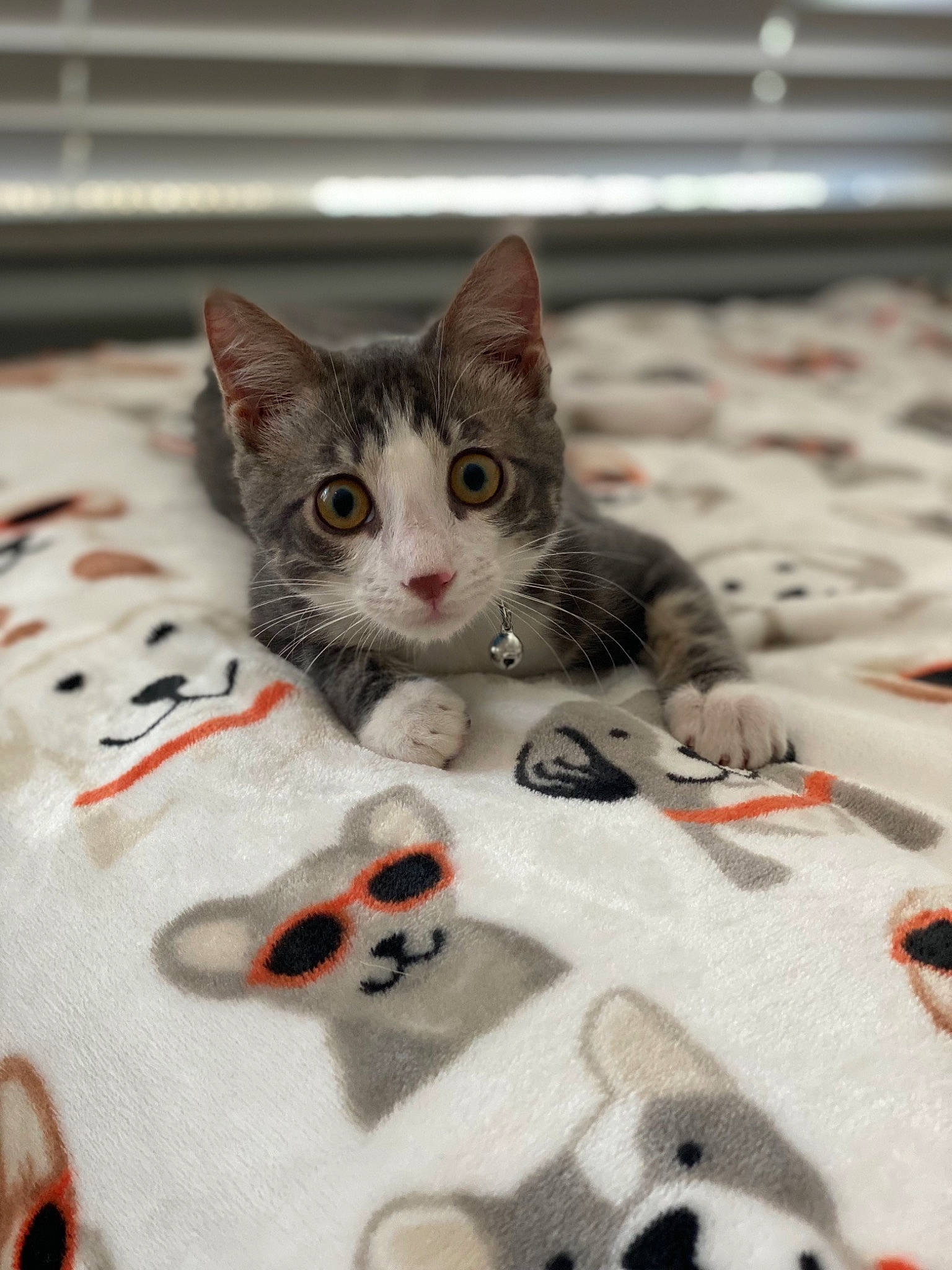 Bean joined the competition — help win amazing prizes! carnivore, cat, cat_toy, claw, domestic_short_haired_cat, felidae, flooring, fur, grey, linens, pattern, paw, pet_supply, room, small_to_medium_sized_cats, snout, tail, whiskers