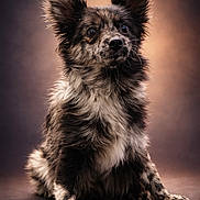 Amara participe au concours pour gagner de l'argent avec cette photo : dog, portrait, fluffy, speckled, pet, animal, sitting, studio, closeup, fur, ears, cute, adorable, background, warm_light, expression, looking_up, paws, indoor, mammal