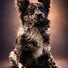 dog, portrait, fluffy, speckled, pet, animal, sitting, studio, closeup, fur, ears, cute, adorable, background, warm_light, expression, looking_up, paws, indoor, mammal