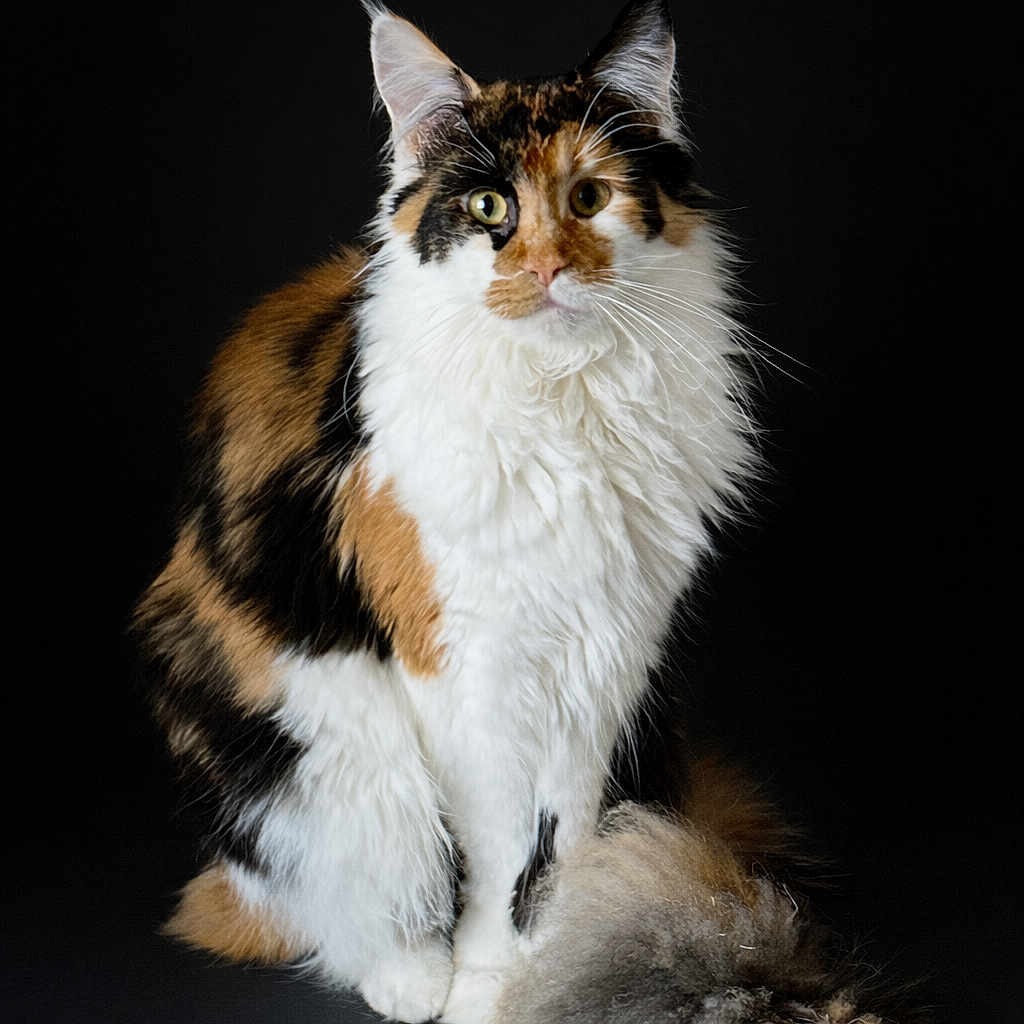 U Pandora a rejoint le concours — aidez-le/la à gagner de superbes lots ! cat, calico, feline, fluffy, fur, pet, animal, portrait, sitting, ears, whiskers, eyes, indoor, black_background, mammal, cute, domestic_animal, furry, alert, beautiful
