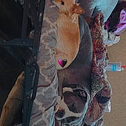 Honeybear Snowball is registered to the contest to win money with this photo: animal, blanket, brown_dog, companion, couch, cozy, cute, dog, furniture, gray_dog, home, indoor, laying, living_room, pet, pillow, relaxing, resting, sleeping, soft