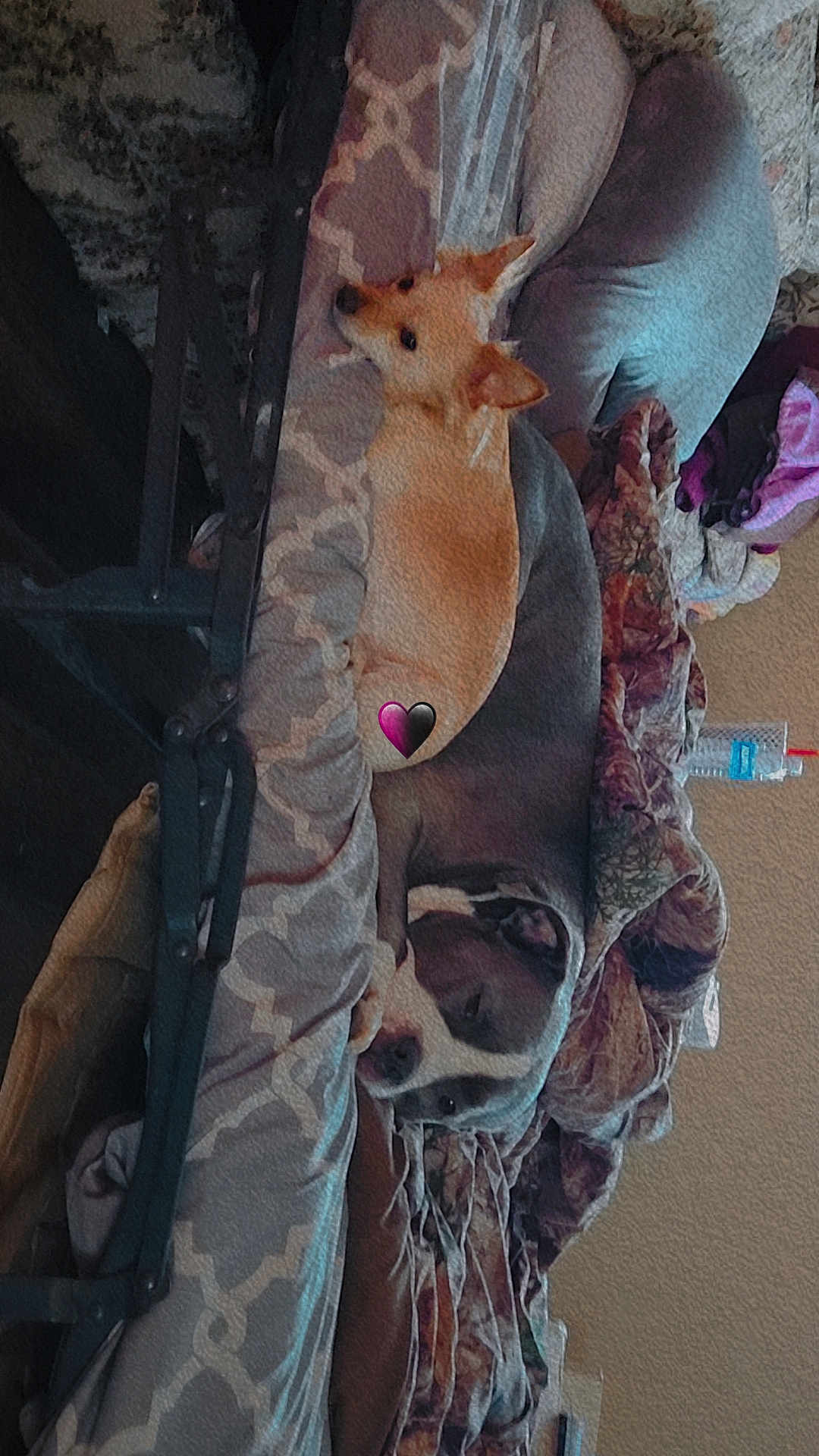 Honeybear Snowball is registered to the contest to win money with this photo: animal, blanket, brown_dog, companion, couch, cozy, cute, dog, furniture, gray_dog, home, indoor, laying, living_room, pet, pillow, relaxing, resting, sleeping, soft