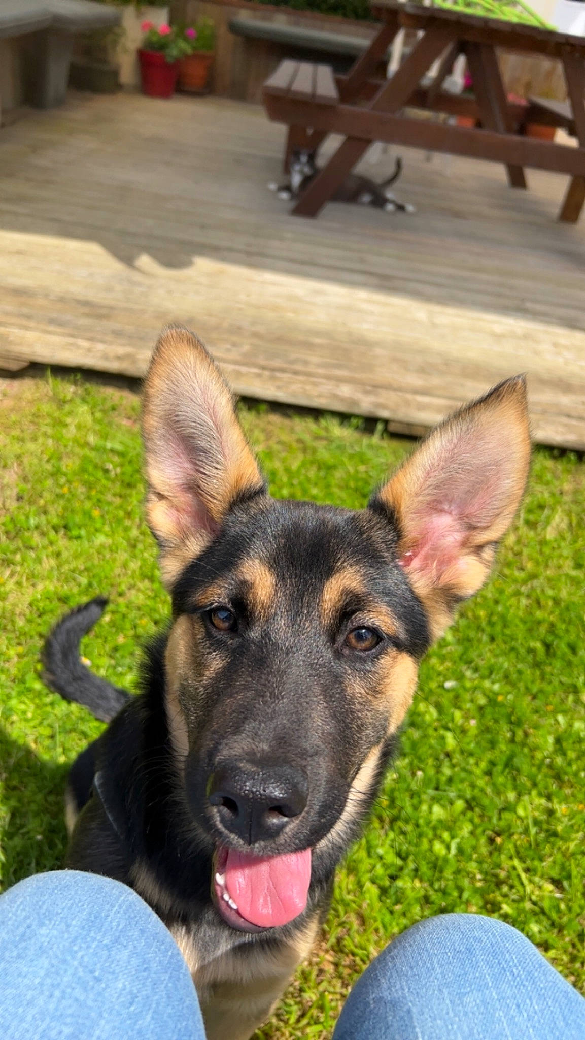 Loki a rejoint le concours — aidez-le/la à gagner de superbes lots ! canidae, carnivore, companion_dog, dog, dog_breed, east_european_shepherd, fawn, german_shepherd_dog, grass, hardwood, herbaceous_plant, herding_dog, old_german_shepherd_dog, plant, sporting_group, window, wood, wood_stain, working_animal, working_dog