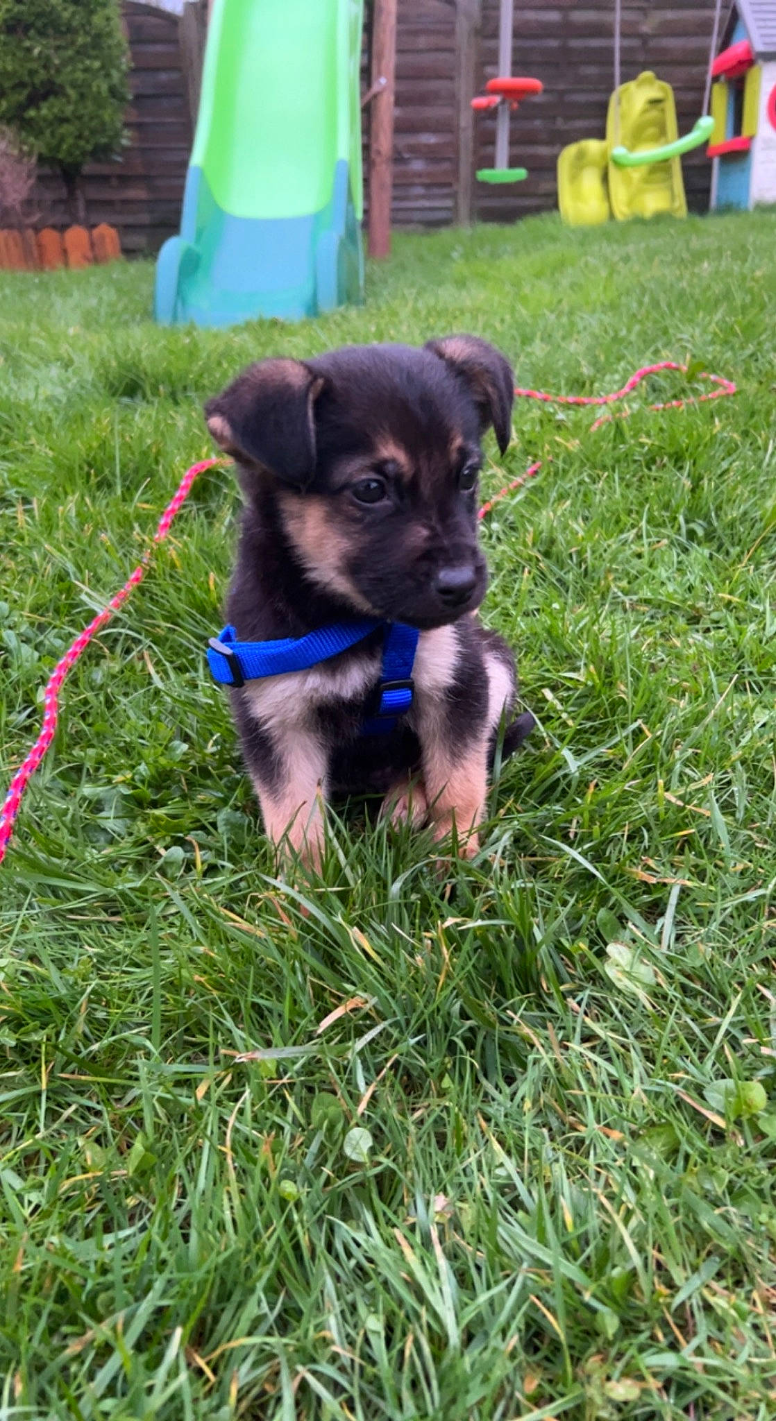 Loki a rejoint le concours — aidez-le/la à gagner de superbes lots ! carnivore, chair, collar, companion_dog, dog, dog_breed, dog_collar, dog_supply, electric_blue, fawn, grass, groundcover, lawn, plant, puppy, snout, tail, working_animal, working_dog, yard