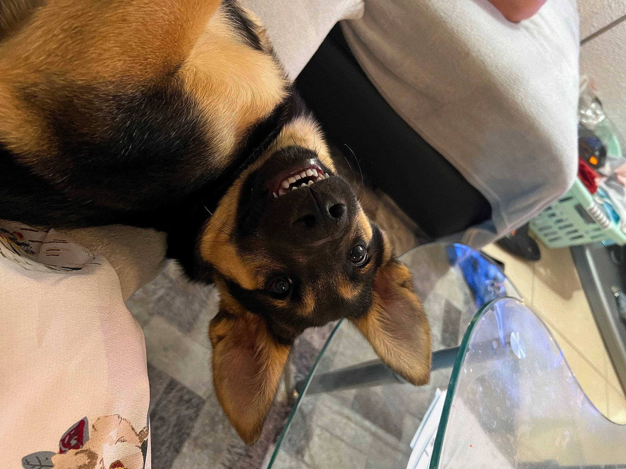 Loki a rejoint le concours — aidez-le/la à gagner de superbes lots ! canidae, carnivore, comfort, companion_dog, dog, dog_breed, eyewear, fawn, fur, guard_dog, human_leg, liver, paw, puppy, snout, sporting_group, thigh, toy_dog, whiskers, working_animal