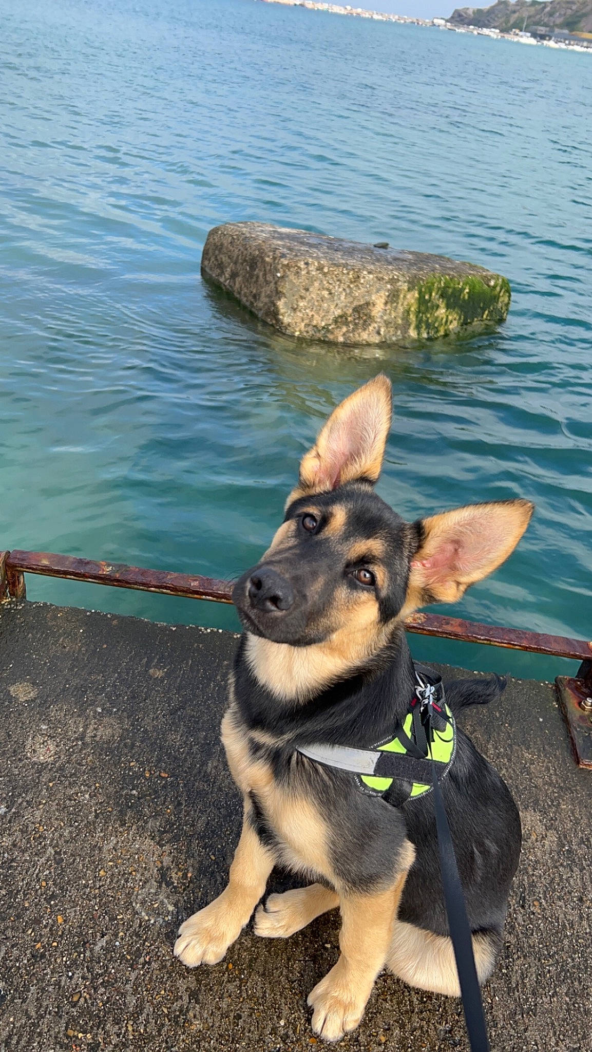 Loki participe au concours pour gagner de l'argent avec cette photo : canidae, carnivore, collar, companion_dog, dog, dog_breed, dog_collar, dog_supply, east_european_shepherd, fawn, german_shepherd_dog, lake, leash, leisure, pet_supply, snout, sporting_group, water, working_animal, working_dog