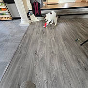 Hime participe au concours pour gagner de l'argent avec cette photo : cat, toy, wooden_floor, indoor, household, backpack, door, column, flooring, open_closet, bag, grey_pants, pet, playful, home, animal, furniture, floor, curious, domestic