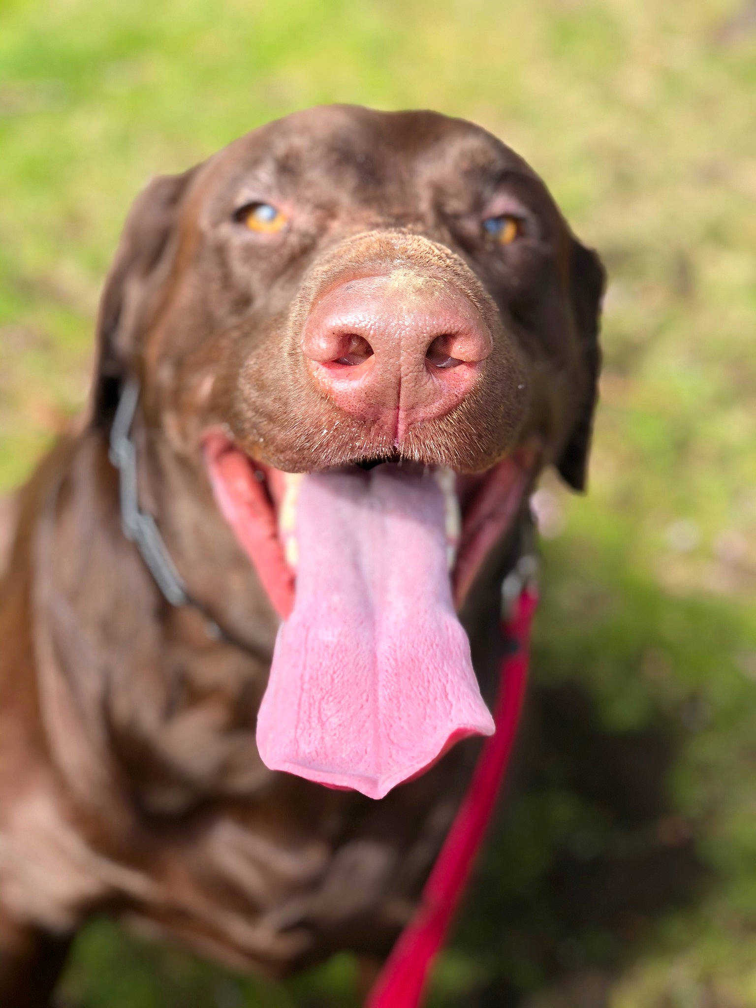 Mocha joined the competition — help win amazing prizes! borador, canidae, carnivore, collar, companion_dog, dog, dog_breed, dog_collar, fawn, grass, gun_dog, labrador_retriever, liver, retriever, snout, sporting_group, terrestrial_animal, whiskers, working_animal, working_dog