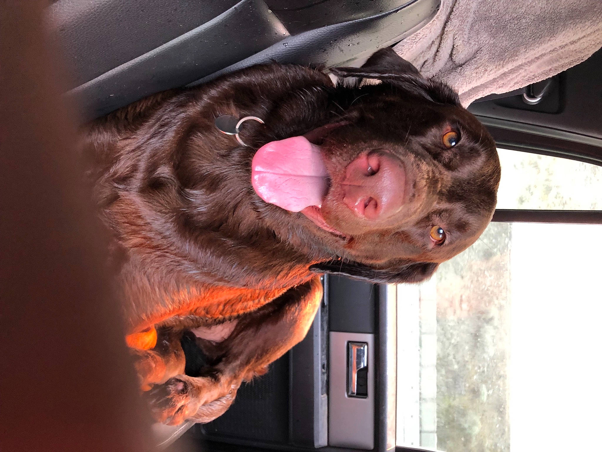 Mocha joined the competition — help win amazing prizes! auto_part, canidae, car, dog_breed, flesh, fun, fur, hat, snout, sporting_group, street_fashion, sunglasses, tree, vehicle_door, window