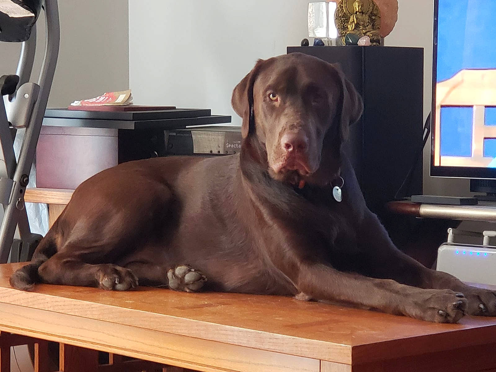 Mocha joined the competition — help win amazing prizes! carnivore, comfort, companion_dog, dog, dog_breed, dog_collar, fawn, flooring, fur, gun_dog, hardwood, liver, pet_supply, snout, table, terrestrial_animal, whiskers, window, wood, working_animal