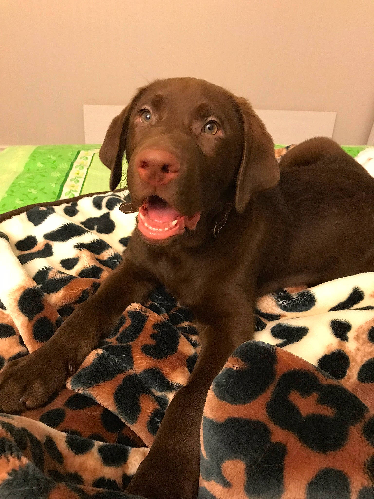 Mocha joined the competition — help win amazing prizes! black, brown, carnivore, collar, comfort, companion_dog, dog, dog_breed, dog_collar, dog_supply, fawn, fur, liver, pattern, pet_supply, snout, sporting_group, terrestrial_animal, whiskers, working_animal