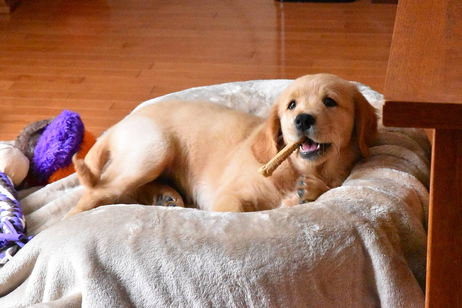 Myloo joined the competition — help win amazing prizes! carnivore, comfort, companion_dog, couch, dog, dog_breed, dog_supply, fawn, flooring, fur, guard_dog, gun_dog, labrador_retriever, paw, pet_supply, retriever, terrestrial_animal, whiskers, wood, working_animal