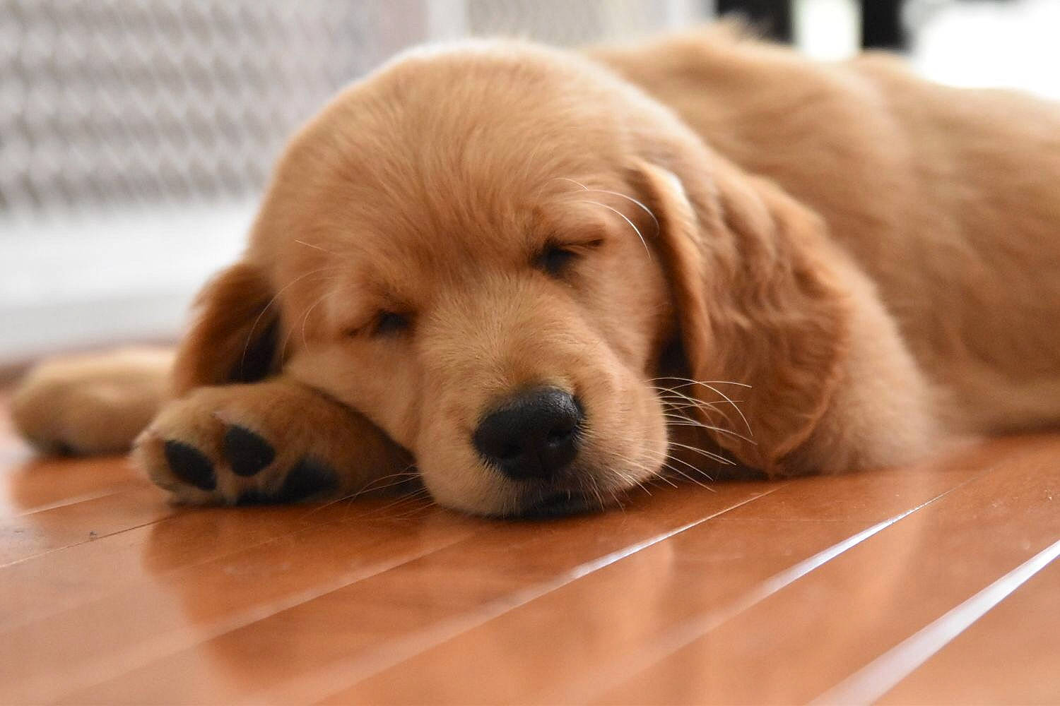 Myloo joined the competition — help win amazing prizes! carnivore, comfort, companion_dog, dog, dog_breed, fawn, floor, flooring, fur, hardwood, liver, plank, plant, snout, sporting_group, tail, terrestrial_animal, whiskers, wood, working_animal