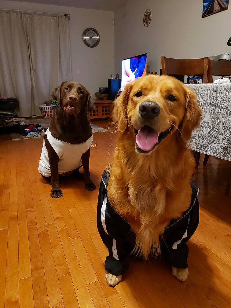 Myloo is registered to the contest to win money with this photo: carnivore, collar, companion_dog, curtain, dog, dog_breed, dog_supply, fawn, floor, flooring, fur, gun_dog, hardwood, leash, picture_frame, retriever, snout, sporting_group, wood, working_animal