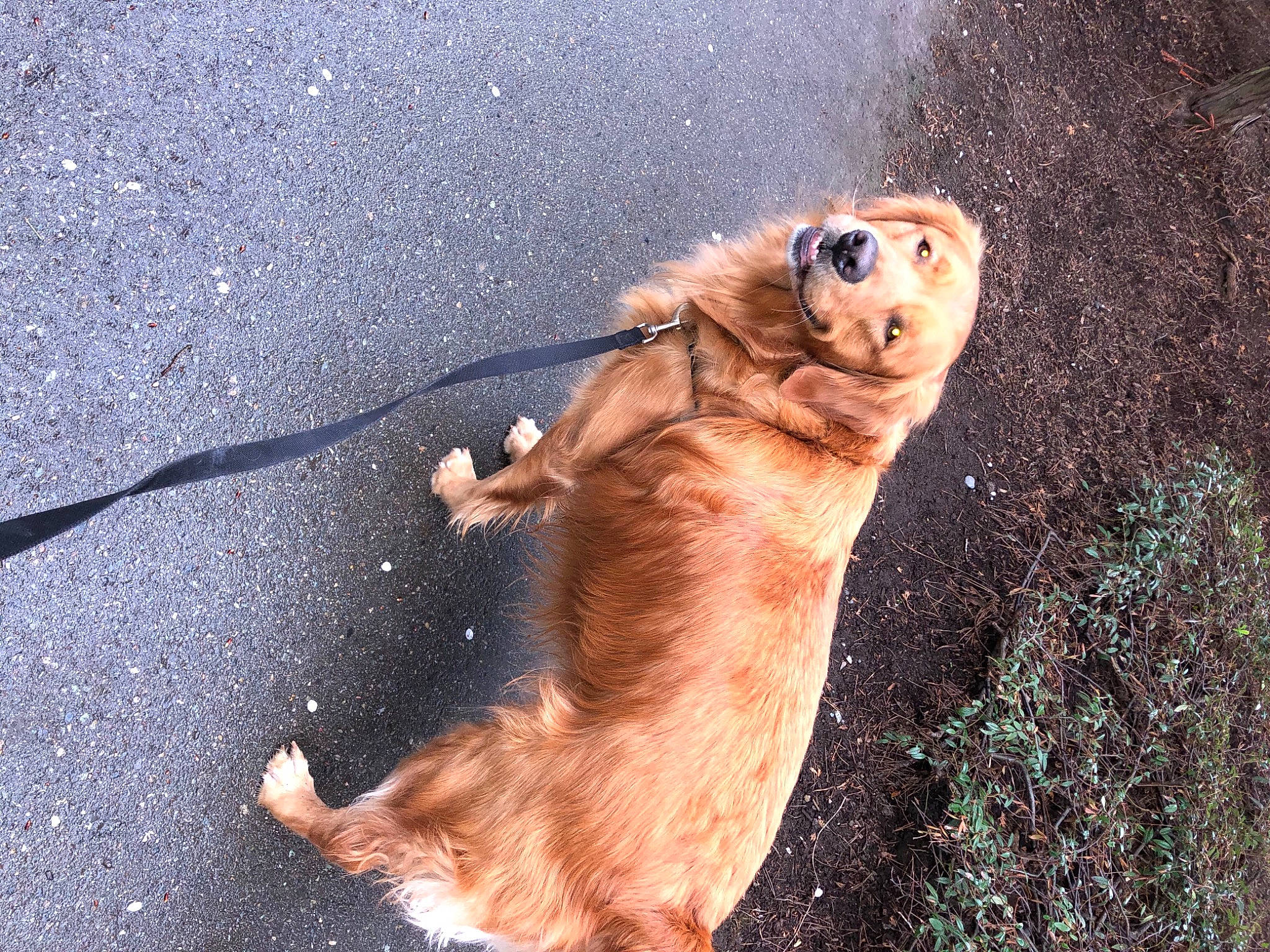 Myloo is registered to the contest to win money with this photo: asphalt, canidae, carnivore, companion_dog, dog, dog_breed, fawn, felidae, grass, mammal, organism, people_in_nature, plant, snout, sporting_group, sunglasses, tail, terrestrial_animal, vertebrate, whiskers