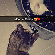 Moon a rejoint le concours — aidez-le/la à gagner de superbes lots ! alloywheel, angora, animal, bag, car, carwheel, cat, ferret, helmet, kitten, machine, manx, person, pet, siamese, spoke, tire, transportation, vehicle, wheel