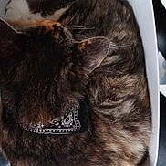 Simba a rejoint le concours — aidez-le/la à gagner de superbes lots ! accessories, animal, art, bag, basket, bowl, cat, chair, cushion, food, furniture, handbag, homedecor, indoors, interiordesign, kitten, meal, pet, porcelain, pottery