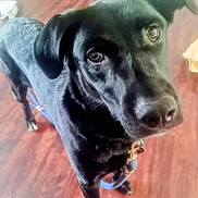 Newt joined the competition — help win amazing prizes! black_dog, dog, pet, leash, collar, floor, wooden_floor, indoor, canine, animal, looking_up, close_up, fur, ears, snout, brown_eyes, companion, cute, domestic_animal, friendly