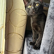 Melatonin joined the competition — help win amazing prizes! cat, kitten, black_cat, yellow_eyes, cat_tree, curious, window, curtain, patterned_curtain, soft_light, indoor, pet, feline, animal, cozy, fur, whiskers, claws, looking_up, domestic