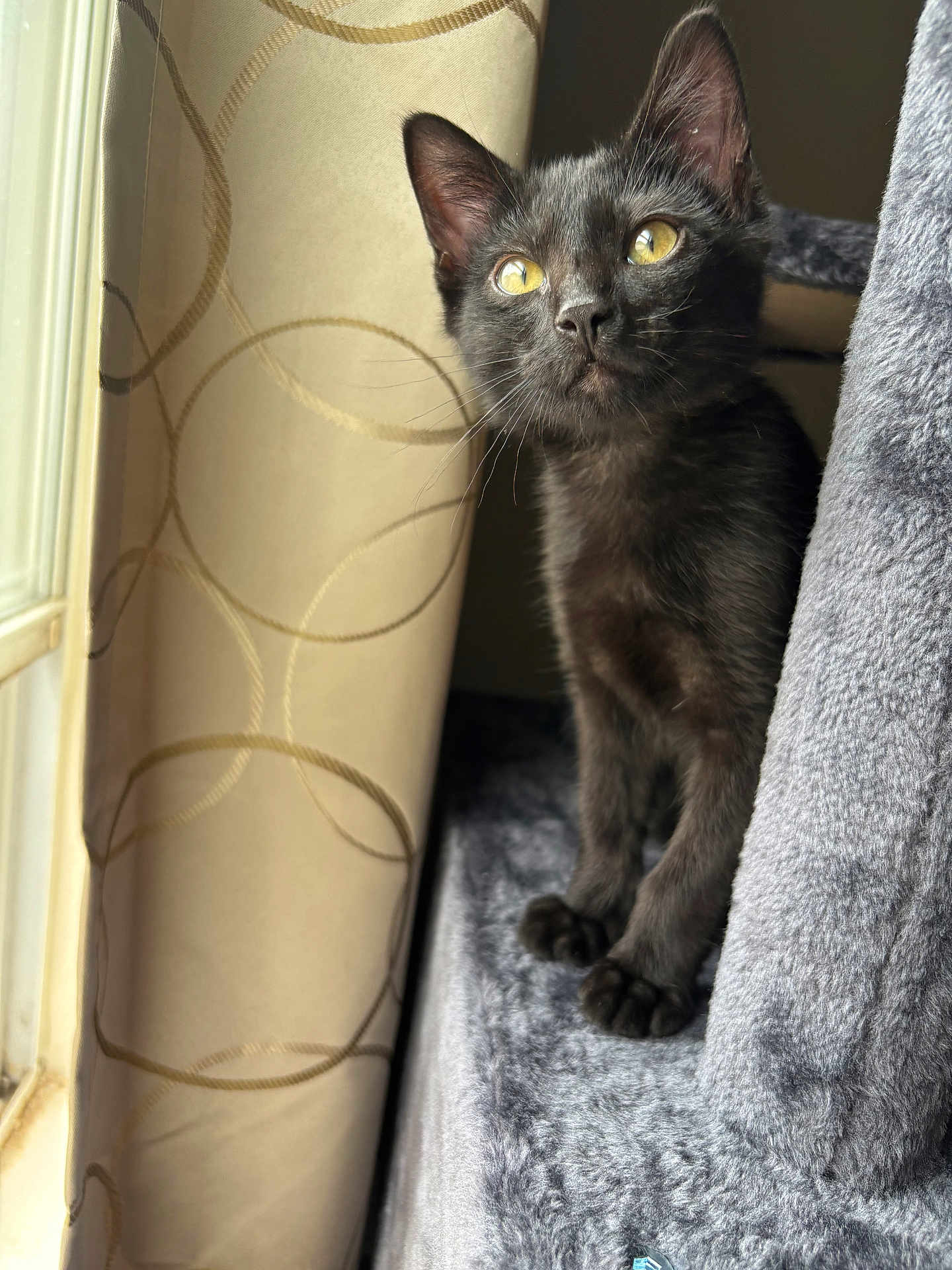 Melatonin joined the competition — help win amazing prizes! cat, kitten, black_cat, yellow_eyes, cat_tree, curious, window, curtain, patterned_curtain, soft_light, indoor, pet, feline, animal, cozy, fur, whiskers, claws, looking_up, domestic