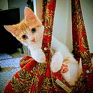 Halo joined the competition — help win amazing prizes! cat, kitten, orange, white, bag, patterned_bag, fabric, paws, indoor, curious, pet, animal, playful, closeup, texture, decorative, soft, cute, eyes, claws