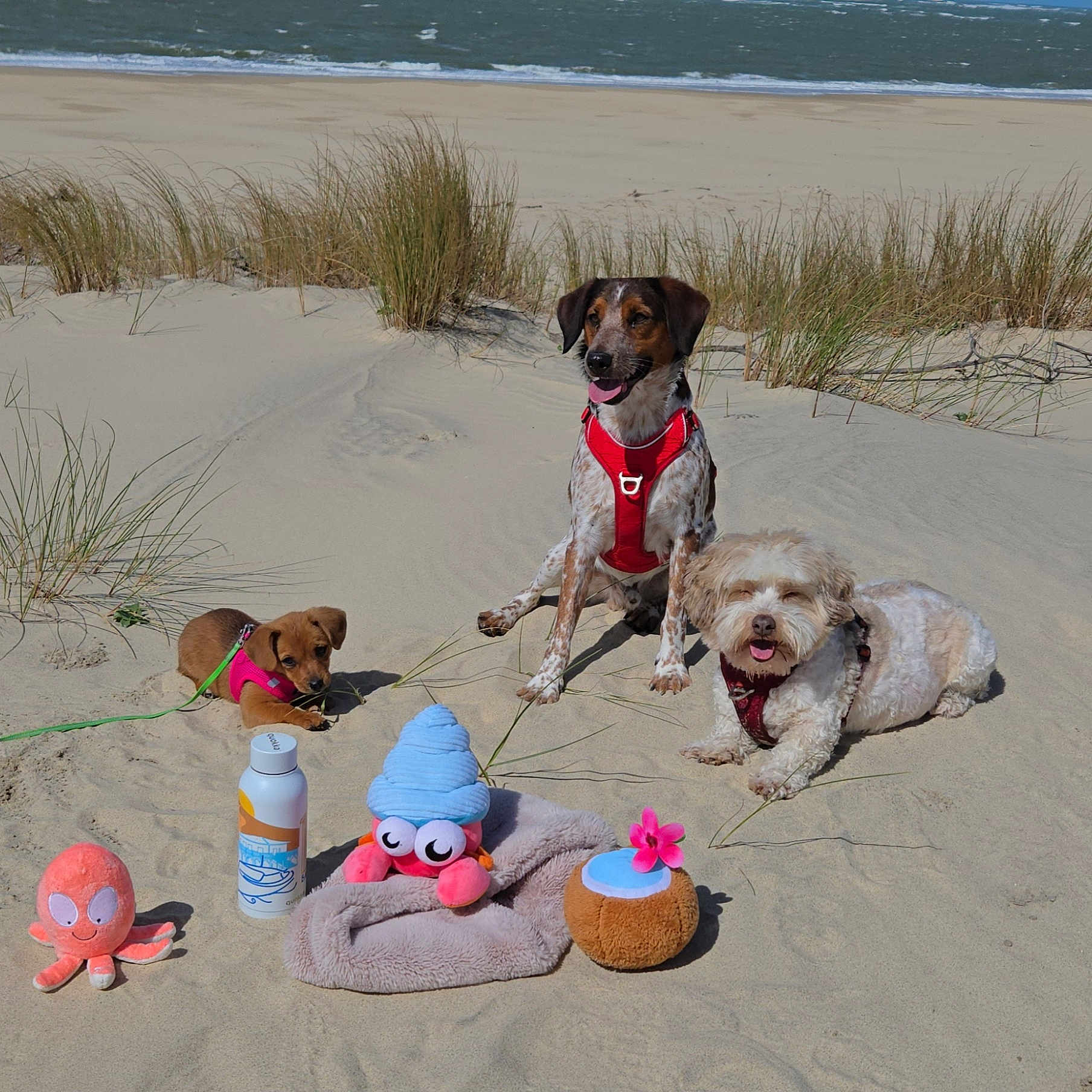 Métisse Tim Et Chef